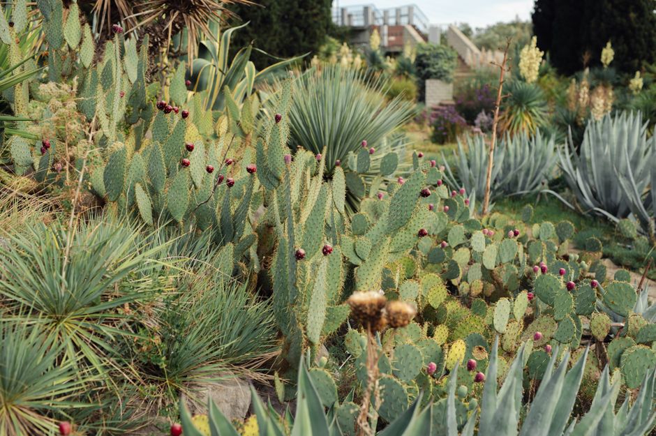 Grote groene planten creëren schaduwrijke tuin. Grote groene planten creëren schaduwrijke tuin.