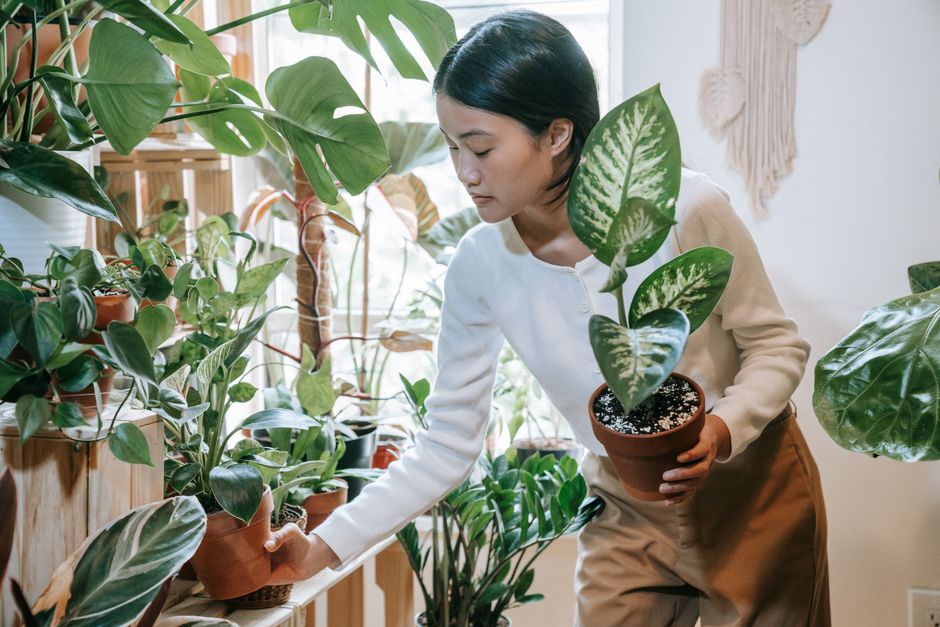 Groene vetplant voor stijlvolle najaarsdecoratie. Groene vetplant voor stijlvolle najaarsdecoratie.