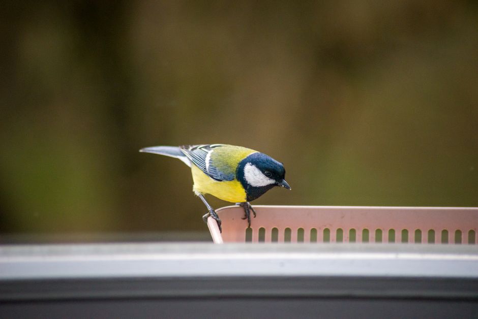 Kleurrijke glasstickers bevorderen vogelveiligheid.