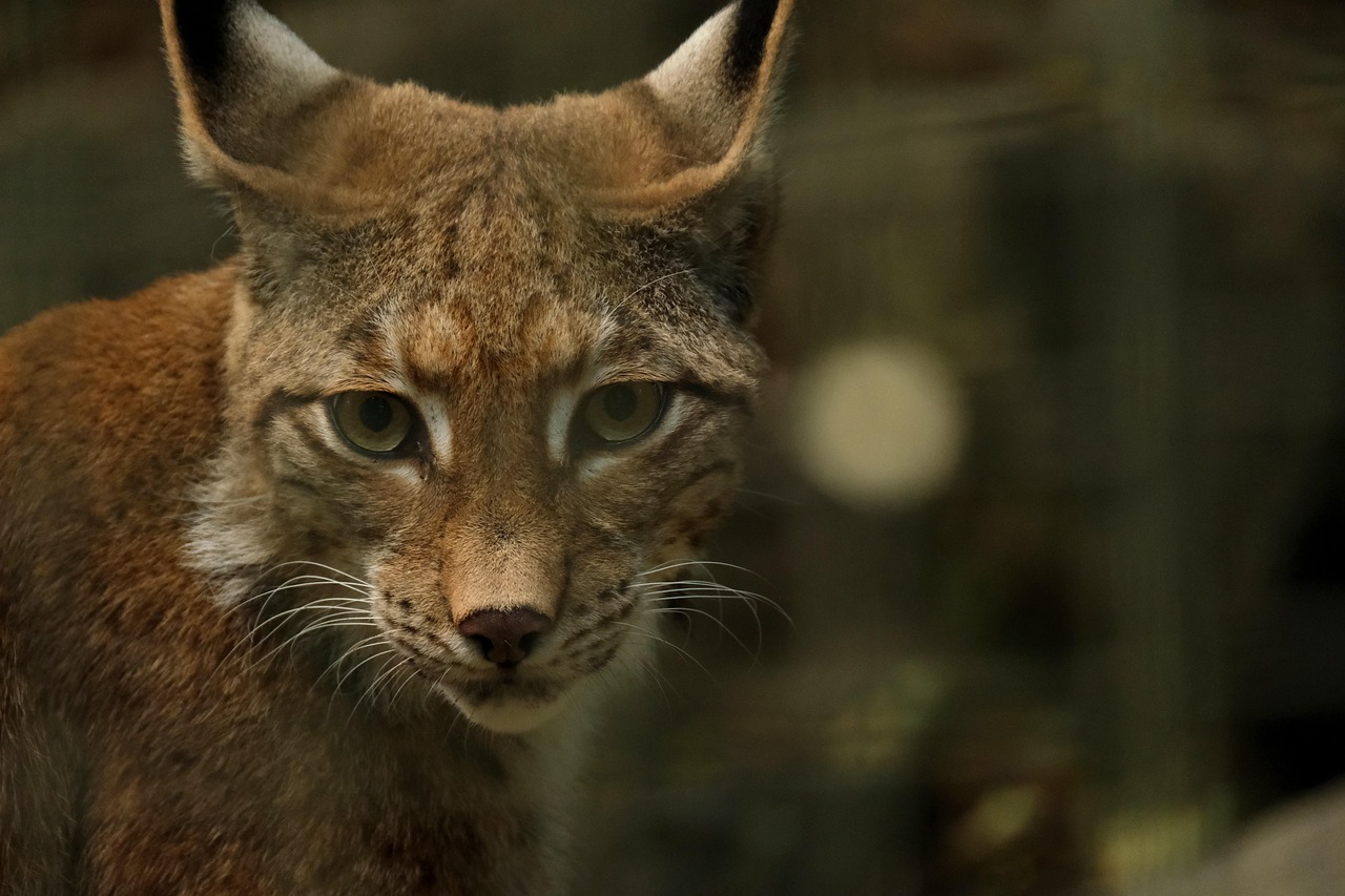 Magische herfstkleuren rond prachtige lynx schilderijen. Magische herfstkleuren rond prachtige lynx schilderijen.