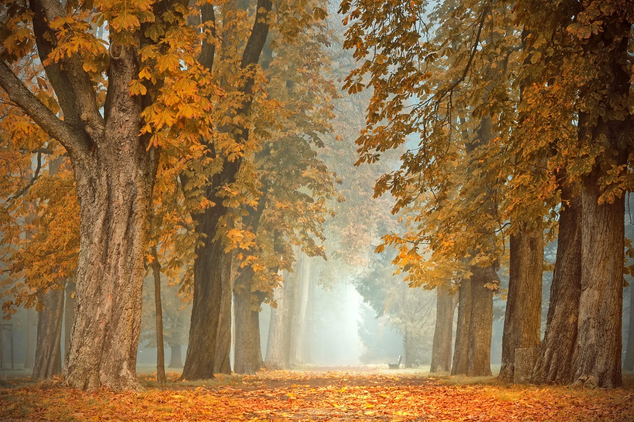 Moderne rolgordijnen, geïnspireerd door herfstkleuren.
